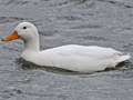 Mallard